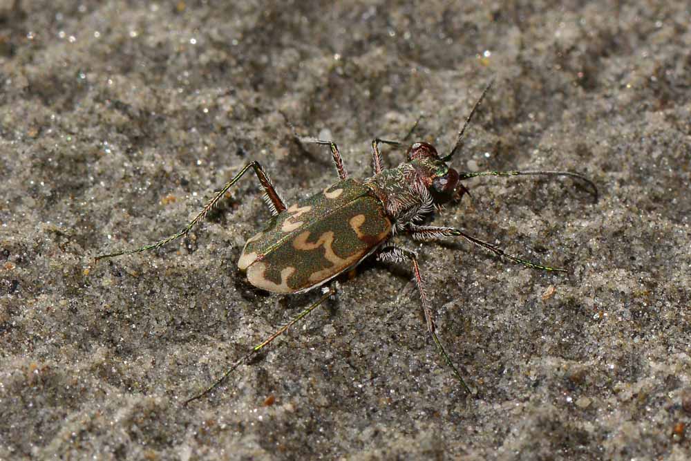 Cylindera arenaria!!!